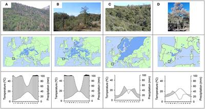 Forest Growth Responses to Drought at Short- and Long-Term Scales in Spain: Squeezing the Stress Memory from Tree Rings